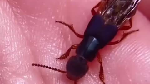 🤯✨ Discover the Unique Wing-Folding Mechanism of Rove Beetles! | FeedMyCuriosity