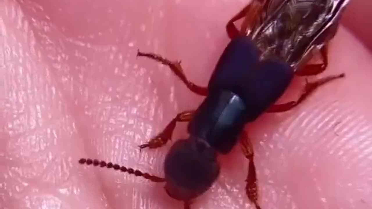 🤯✨ Discover the Unique Wing-Folding Mechanism of Rove Beetles! | FeedMyCuriosity