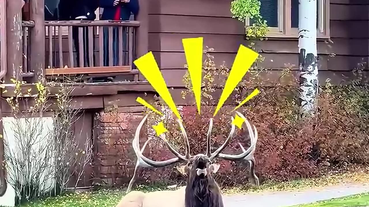 This desperate elk blocked traffic to save his friend