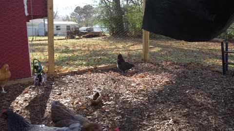 Chickens try a garlicky smoked sausage.