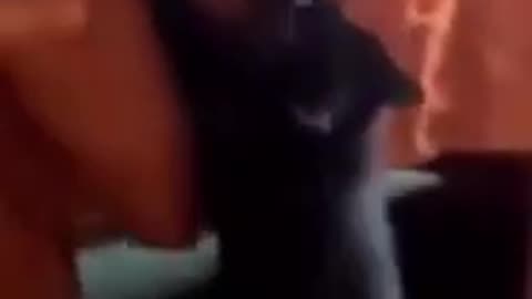 Cats and Chaos – Funny Animal Compilation