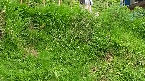 Driving in the roads of Darjeeling