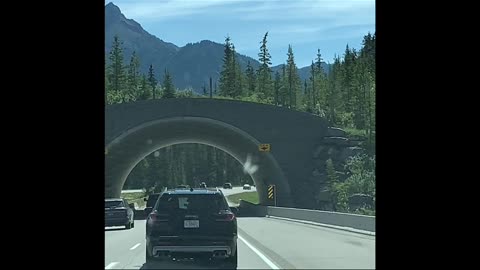 Wildlife Overpass Banff National Park