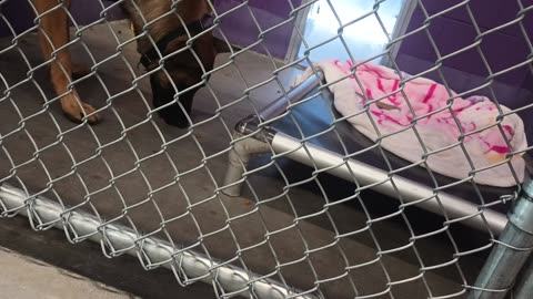 Anubis 1y Pet Id 947927 kennel 17 HSSAZ shelter_20250627_172136579