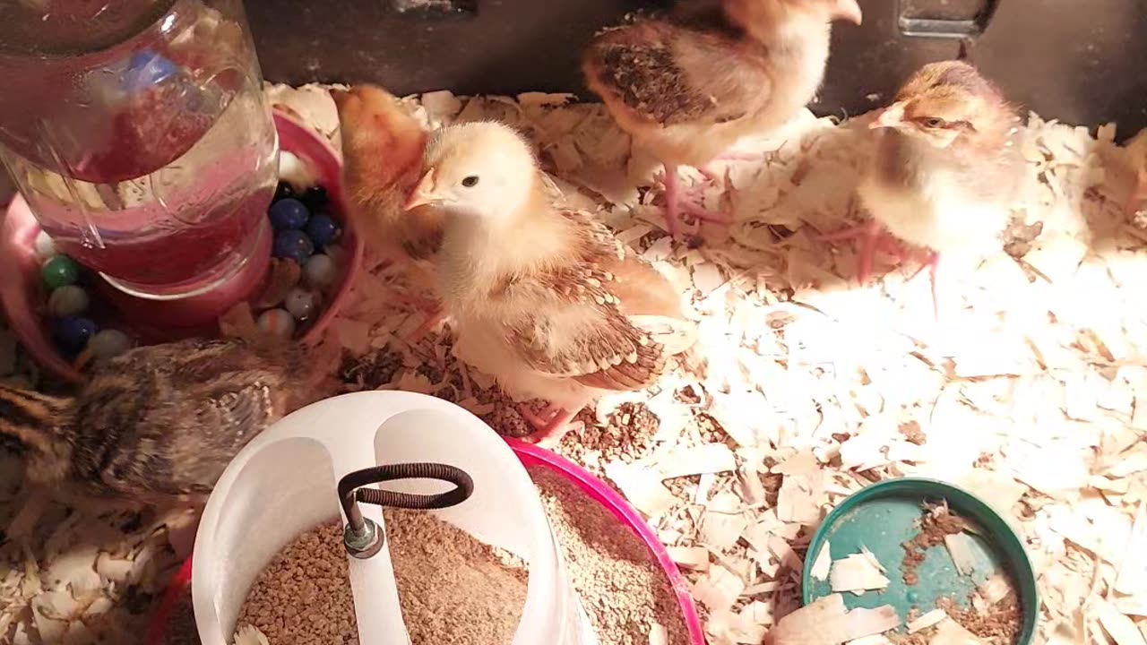 Can you find the guineas?