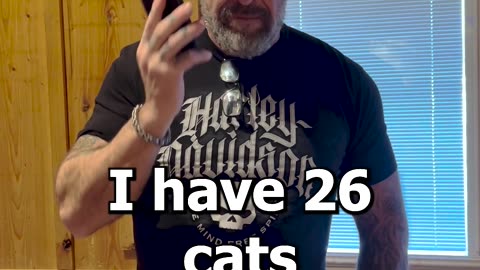 I Like Cats