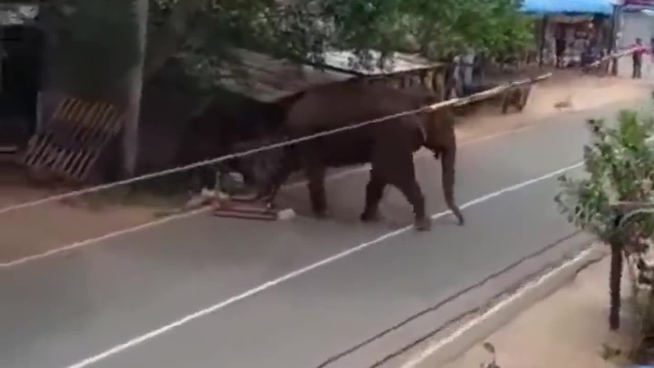 The elephant attacked in the village