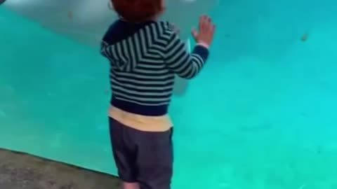 Dolphin Days