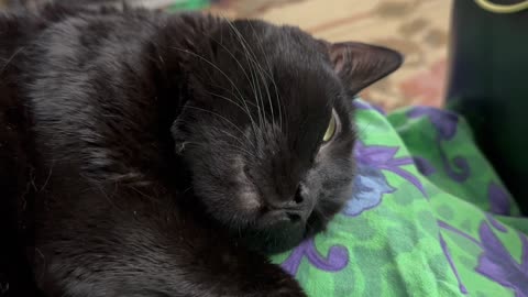 Cute Precious Piper Drifts Off to Sleep - My Adopted Shelter Cat Vlog
