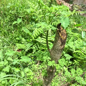 Malunggay Cuttings Growing Fast! 🌱 | Expat Farm Life in the Philippines.