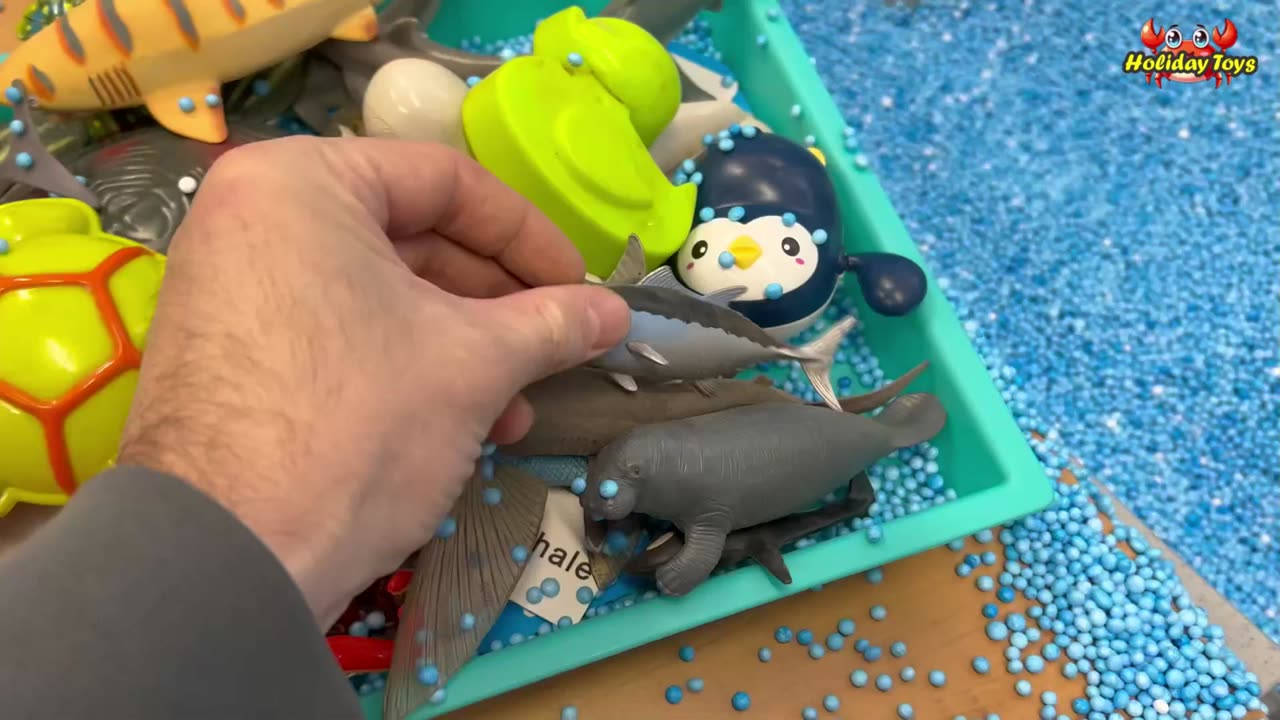 Look For Turtles Buried in the Blue Sand in a Large Bucket