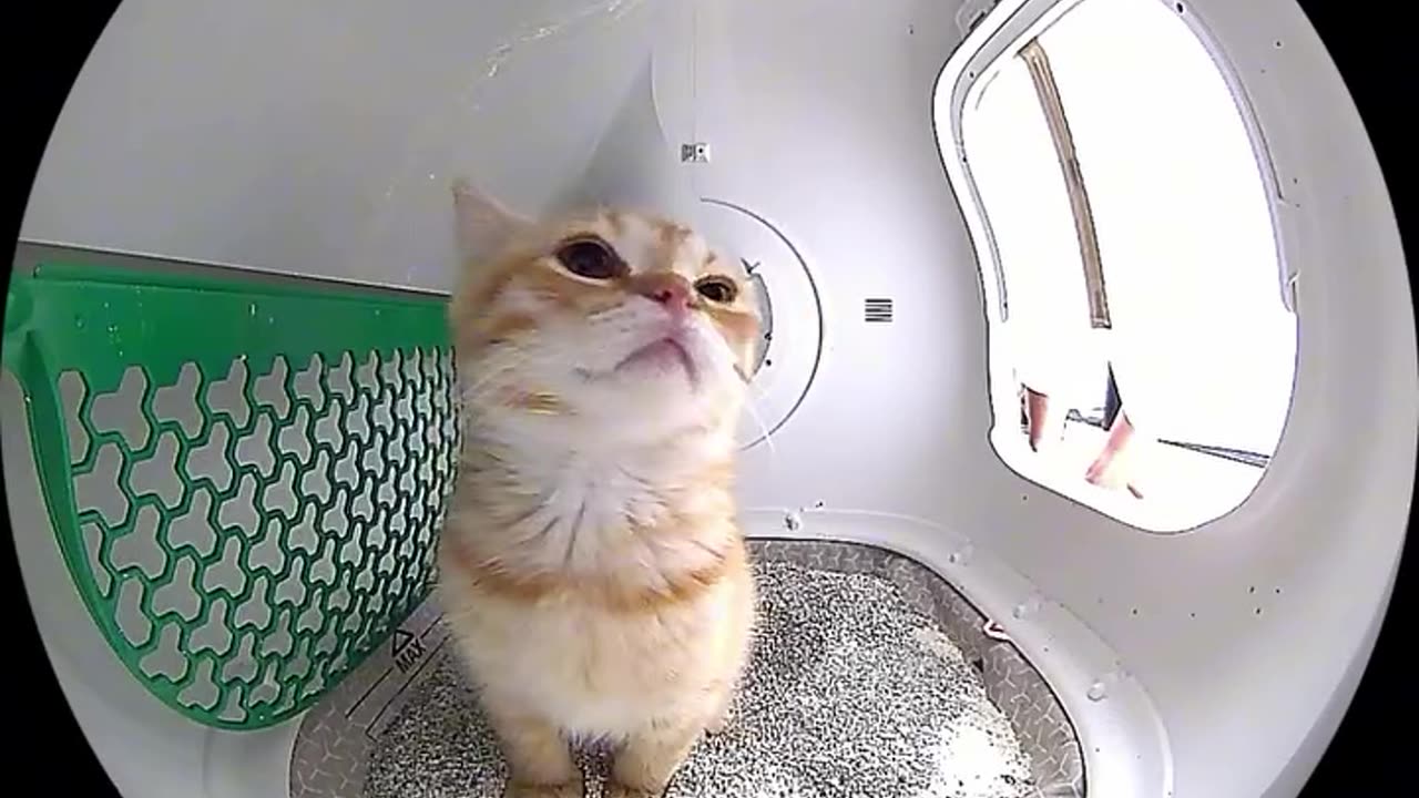 Poop and Chill 😽🤎