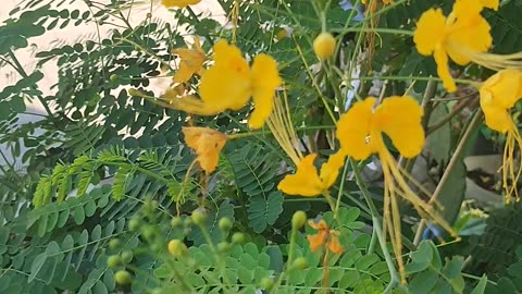 Flower is bautiful