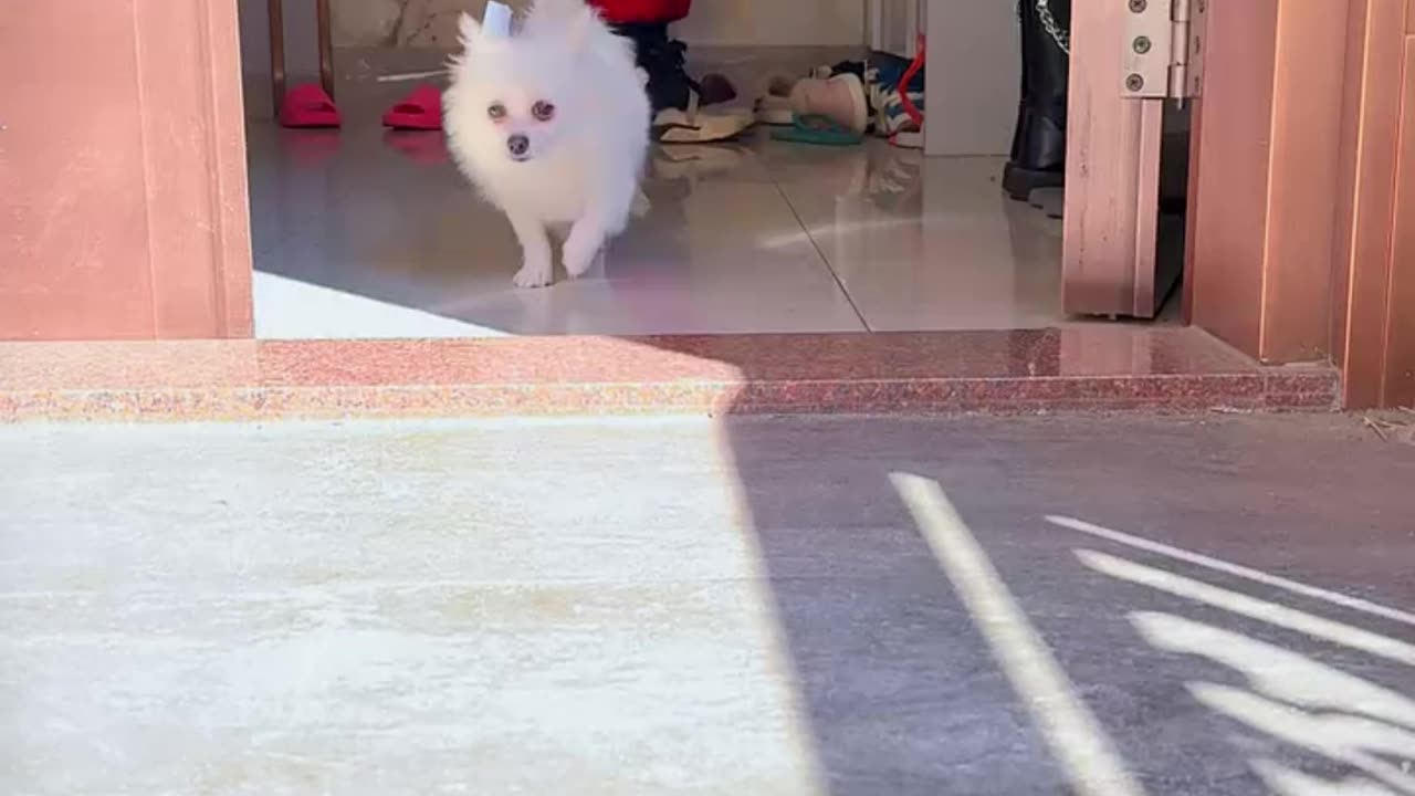 "Clever Kid and Smart Dog Outsmart a Thief"