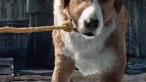 a dog that obeys its master