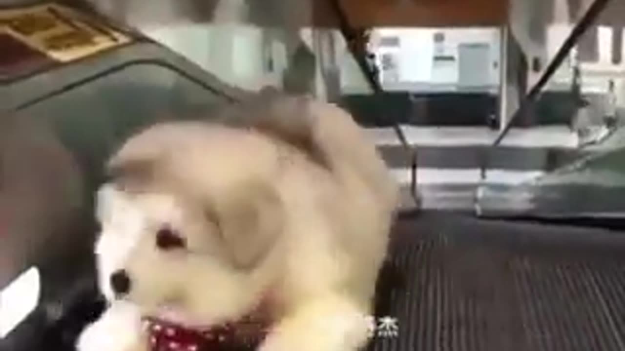 Funny puppy are so cute | funny video | crazy clips