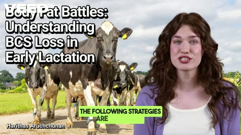Preventing BCS Loss in Lactating Cows