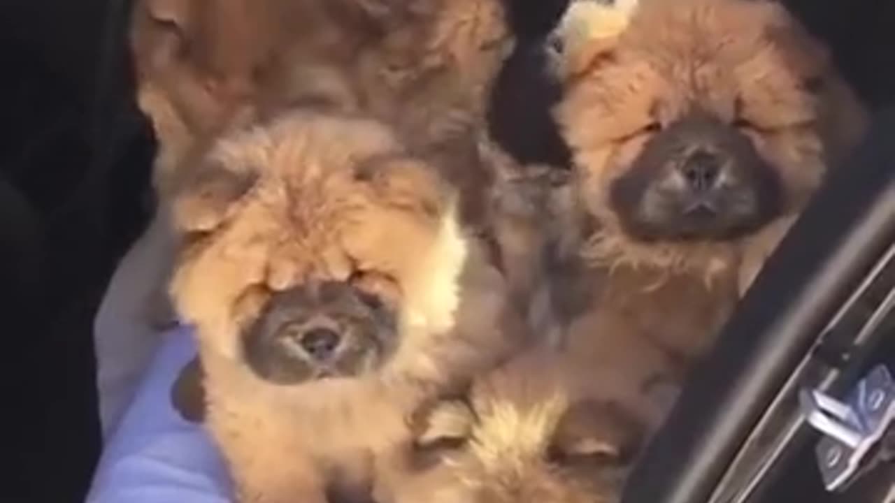 Cute in the back seat of a car