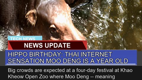 Hippo Birthday Thai Internet Sensation Moo Deng I