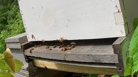 Bee Break #8
