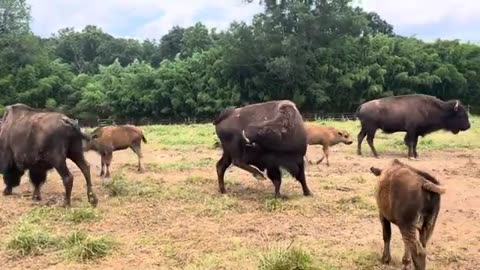 Feeding Bison