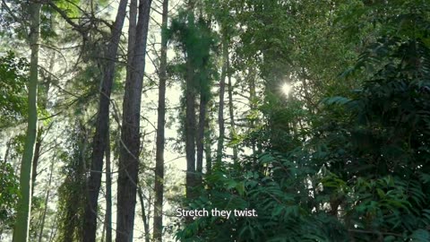 Midnight Eclipse Teaser