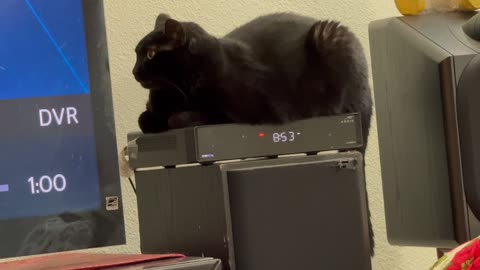 Cute Precious Piper Does a Loaf on Her Heated Tuffet - Adopting a Cat from a Shelter Vlog