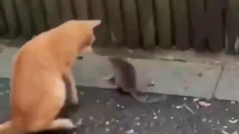 CAT AND MOUSE FUNNY VIDEO