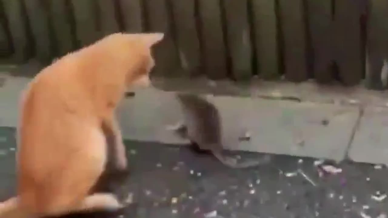 CAT AND MOUSE FUNNY VIDEO