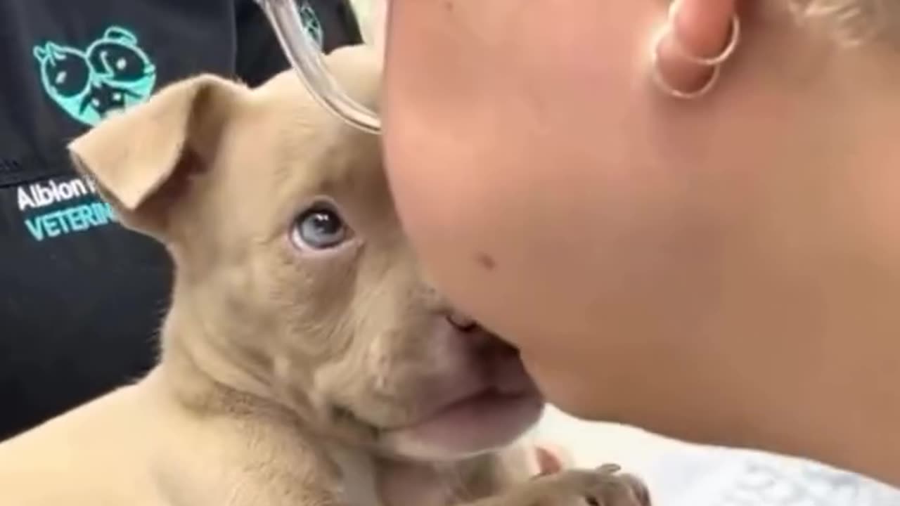 Beautiful little puppy