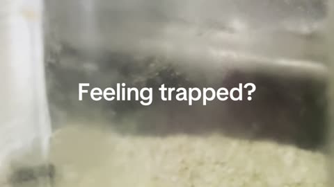 Feeling trapped? Comment below.