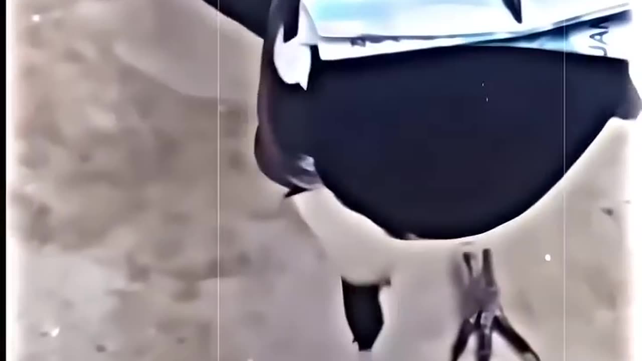 Business Bird