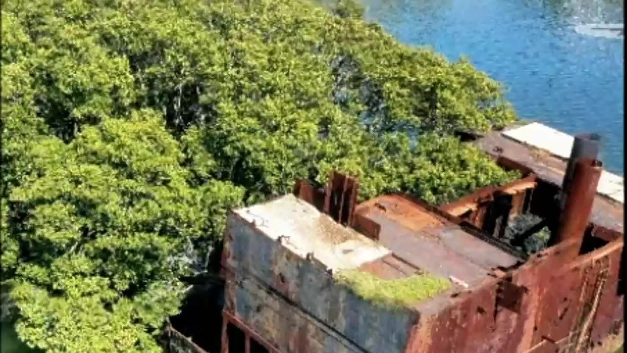 SS Ayrfield – The Floating Forest of Sydney