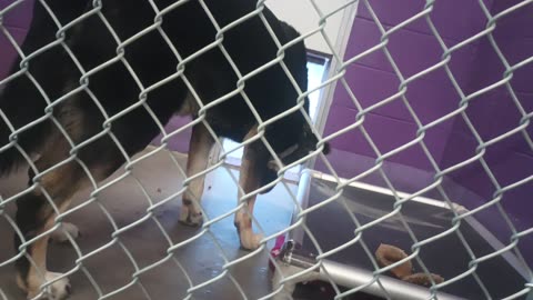 Mr Wiggles 1y Pet Id 948287 kennel 17 HSSAZ shelter in beginning barked up a storm at me20250711425