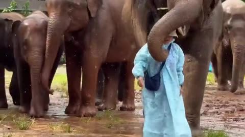 🤯✨ Elephants Protect Their Caregiver From The Rain! | FeedMyCuriosity