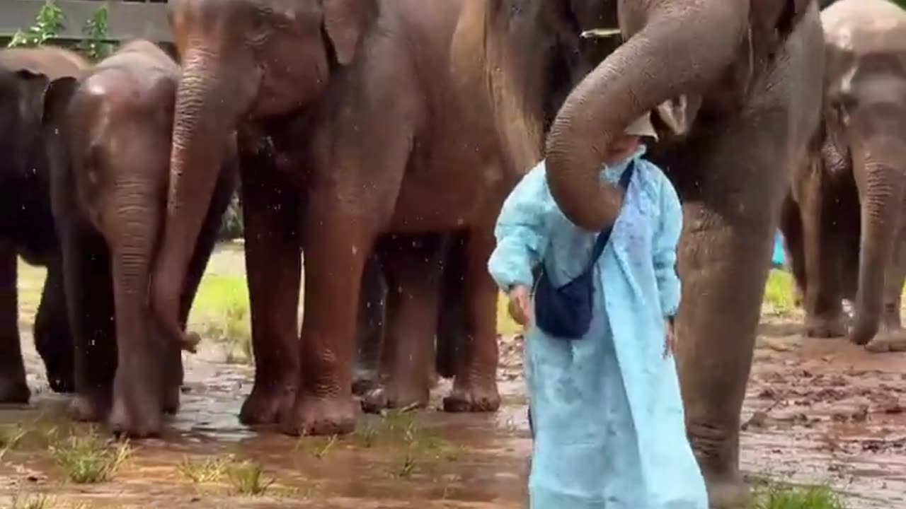 🤯✨ Elephants Protect Their Caregiver From The Rain! | FeedMyCuriosity