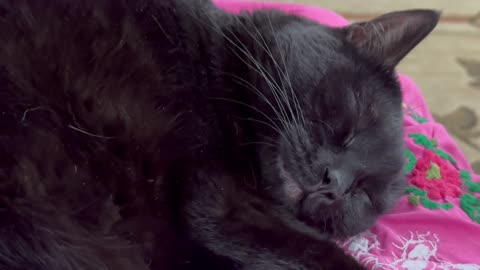 Cute Precious Piper Appears to Be Out Like a Light - Adopting a Cat from a Shelter Vlog