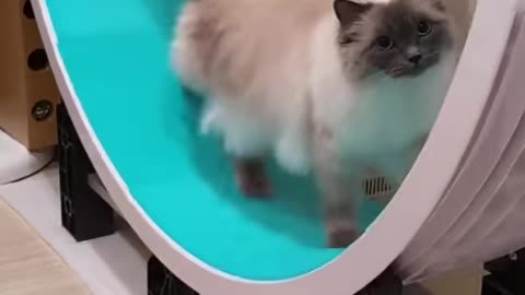 Cat Rolling