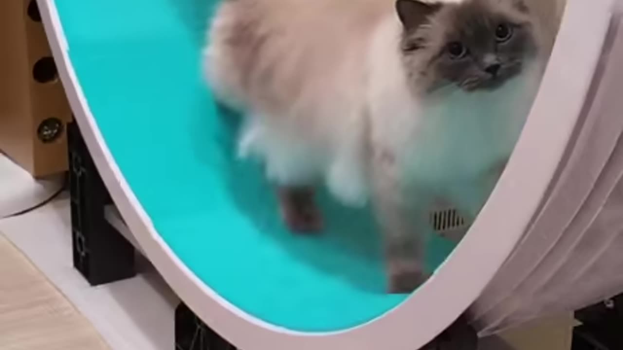 Cat Rolling