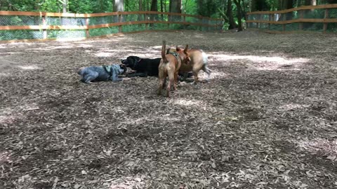 dog park blooper