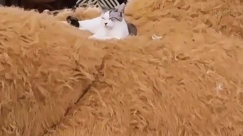 😂🐱 This Cat's Perfect Spot is TOO CUTE! Kitty Finds the Perfect Spot | FunFM