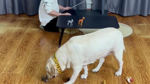 犬眼识百兽，动物百科全通 Dog eyes know all kinds of animals, animal encyclopedia full general