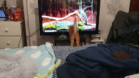 😂 He's Learning! Watch This Adorable Moment | FunFM