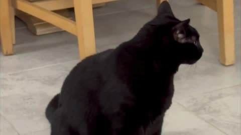 Precious Piper Looks Cute Just Sitting There - Adopting a Cat from a Shelter Vlog #shorts