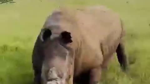 Adorable_Baby_Animals_Growing_Up