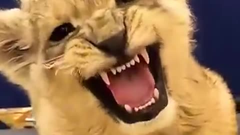 A kind ranger adopted an abandoned lion cub and then ... #lions #shorts #viral #trending