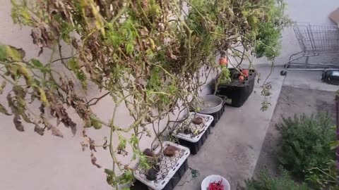 Peebs Gardening (Jan 4, 2025)