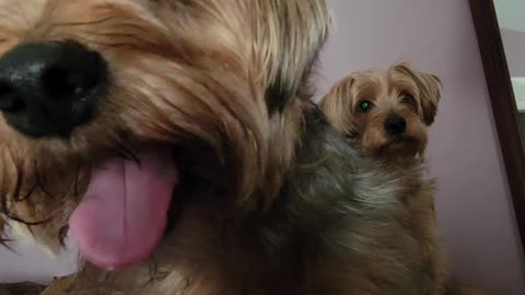 Batman and Chewy, lollipops and rainbows #yorkies #funnydogs