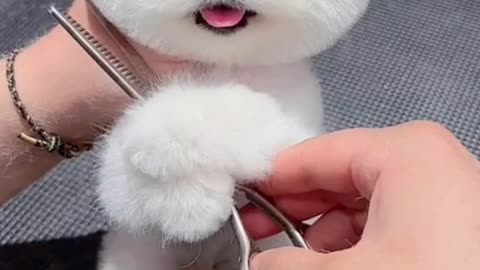 "Maltese Puppy Haircut ✂️🐶 How Do You Like My New Look?"