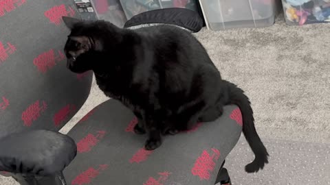 Cute Precious Piper Cannot Spin the Office Chair - My Adopted Shelter Cat Vlog